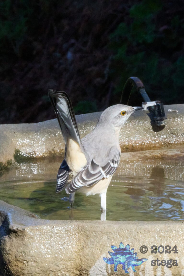 Northern Mockingbird