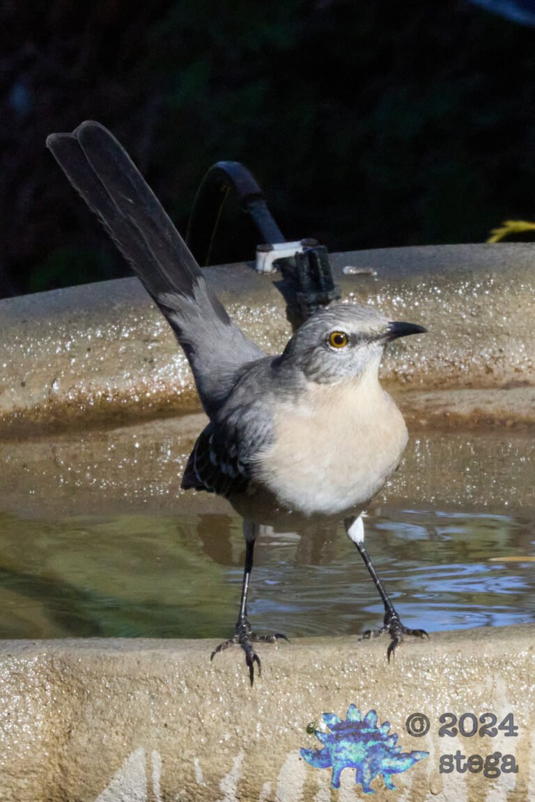 Northern Mockingbird