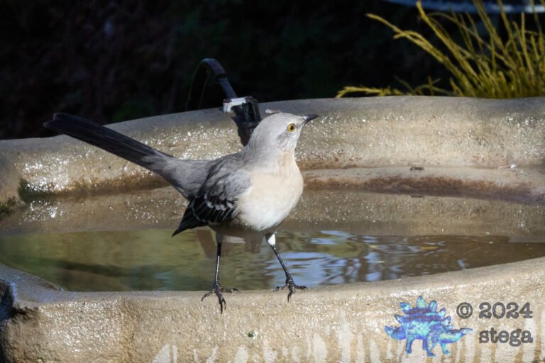 Northern Mockingbird