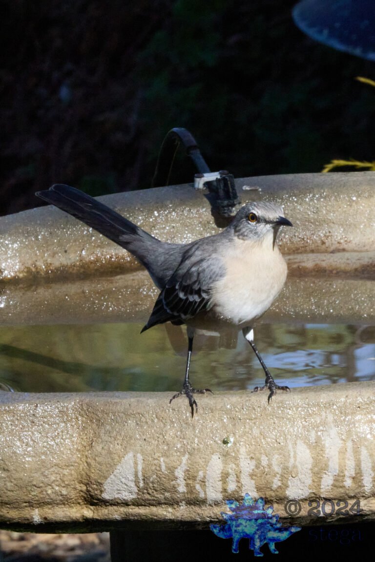 Northern Mockingbird