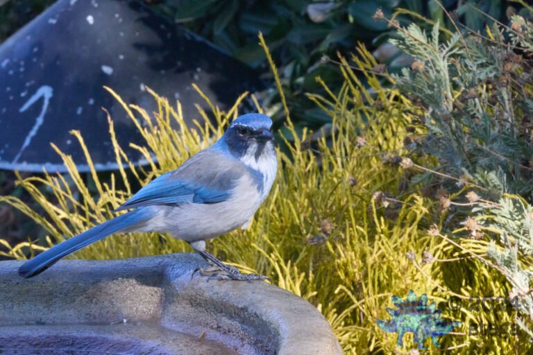 California Scrub Jay