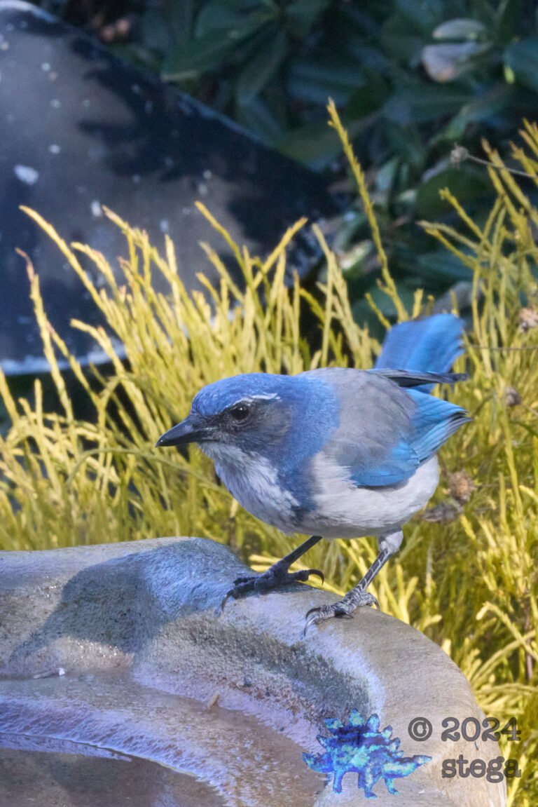 California Scrub Jay