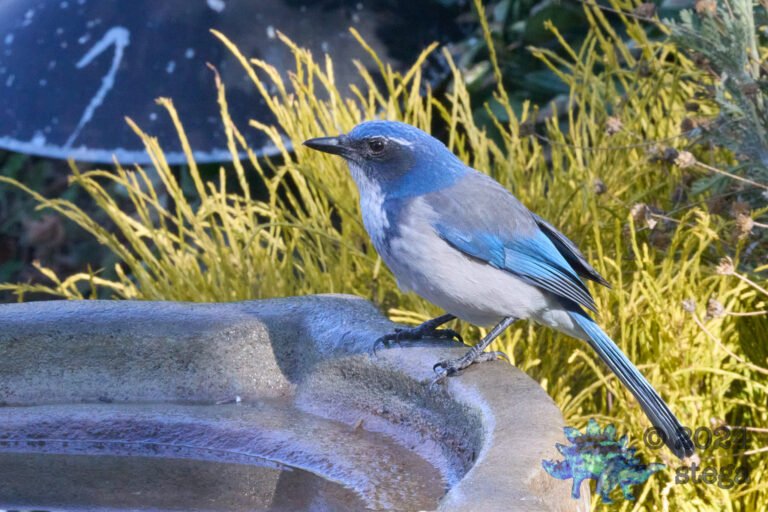 California Scrub Jay