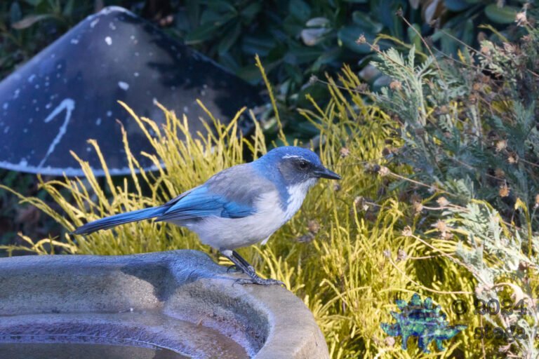California Scrub Jay