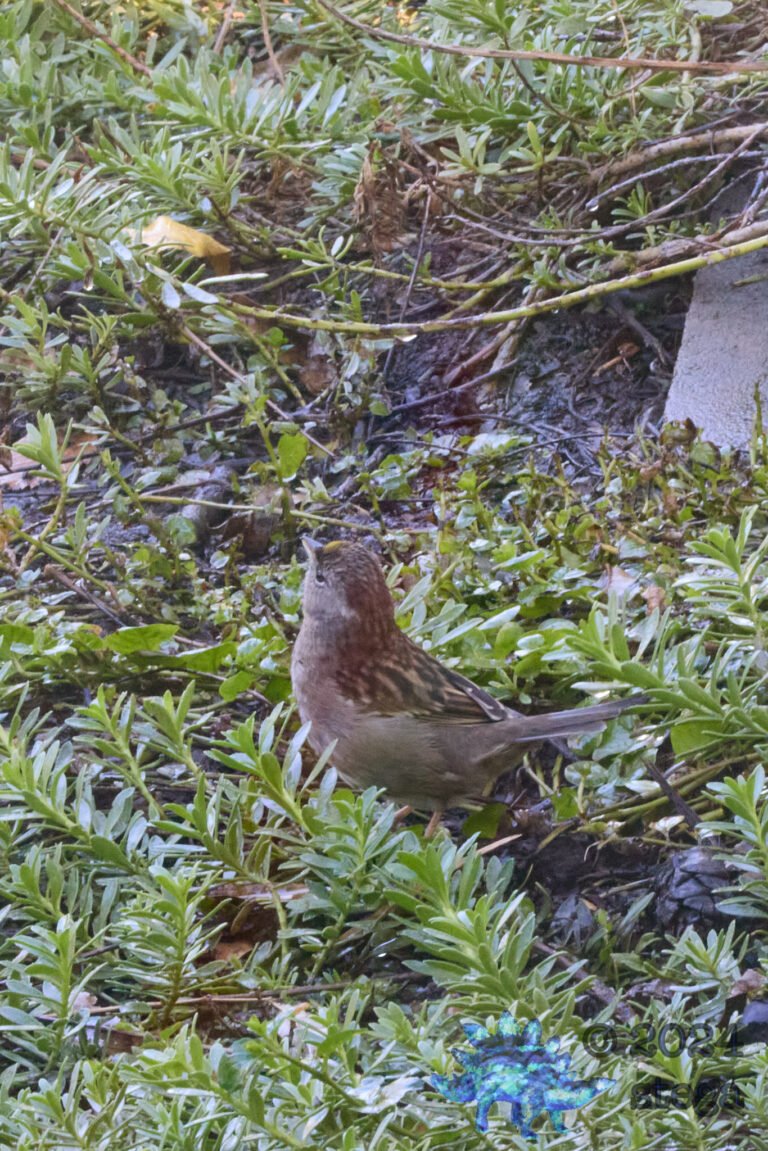 Gold-Crowned Sparrow