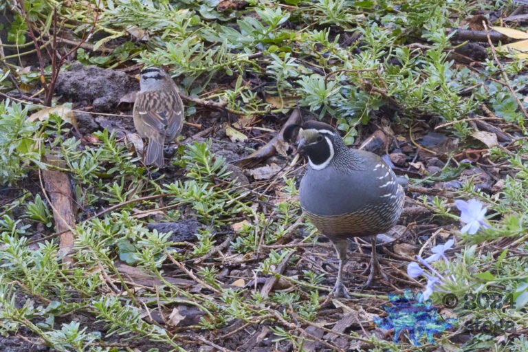 California Quail, White-Crowned Sparrow