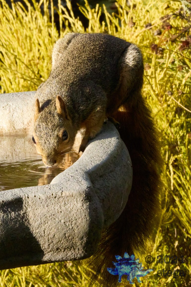 Fox Squirrel