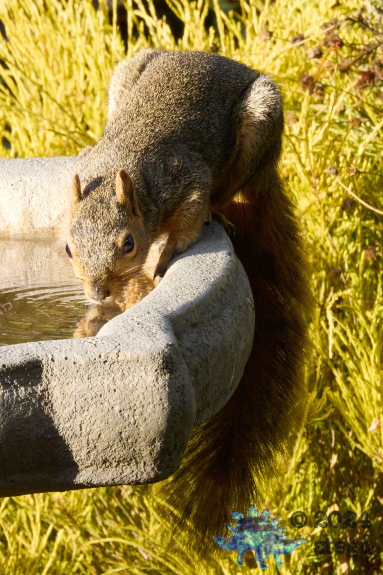 Fox Squirrel