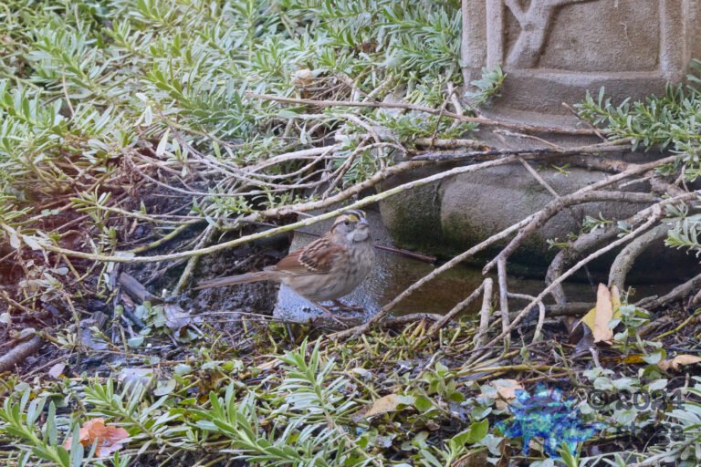 White-Throated Sparrow