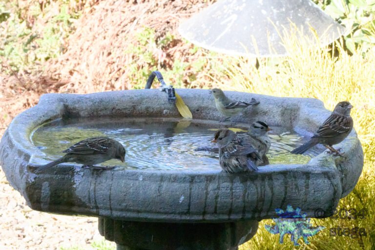 Gold-Crowned Sparrow, Lesser Goldfinch, White-Crowned Sparrow