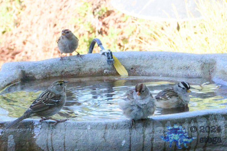 Gold-Crowned Sparrow, White-Crowned Sparrow