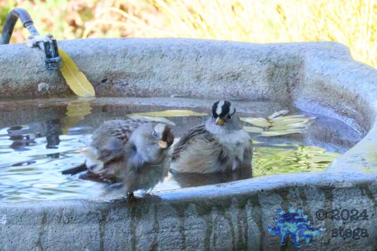 White-Crowned Sparrow