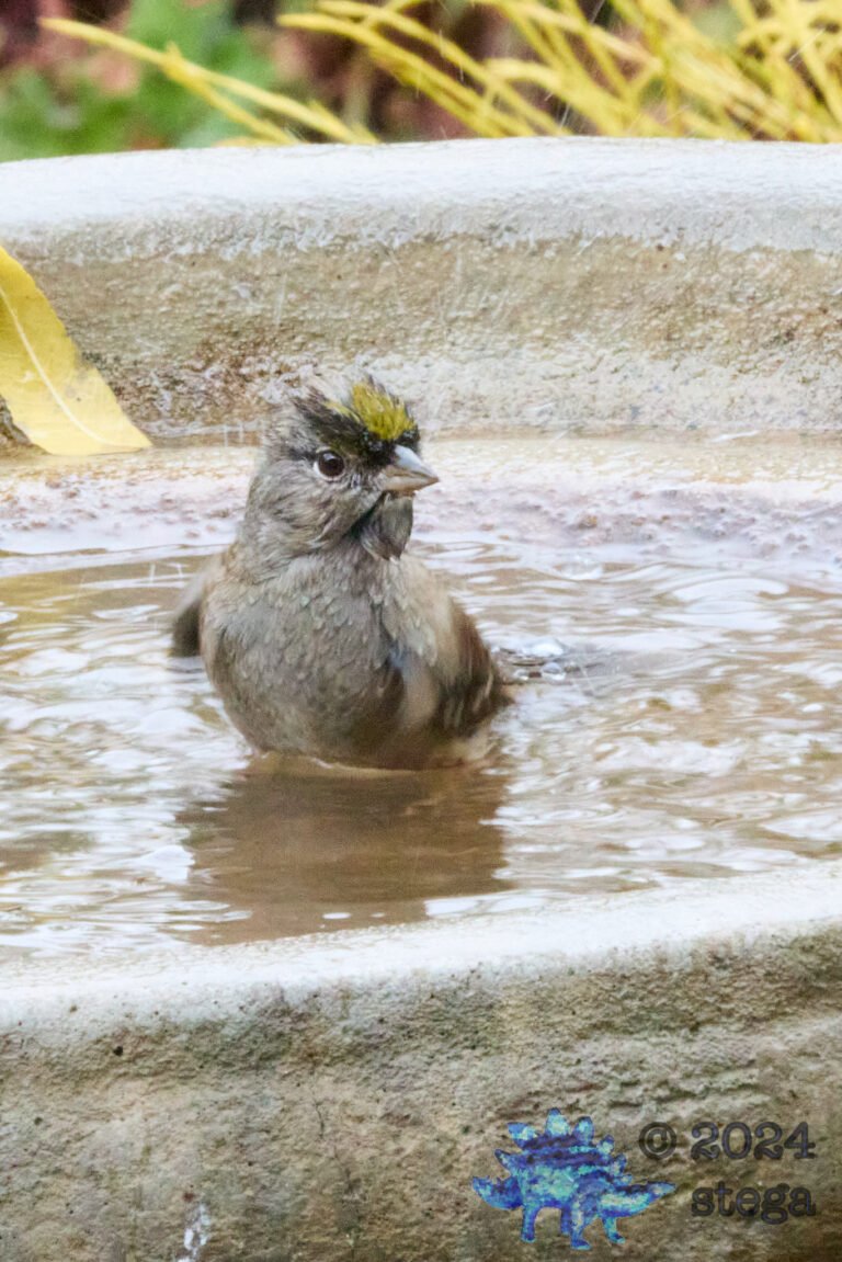 Gold-Crowned Sparrow
