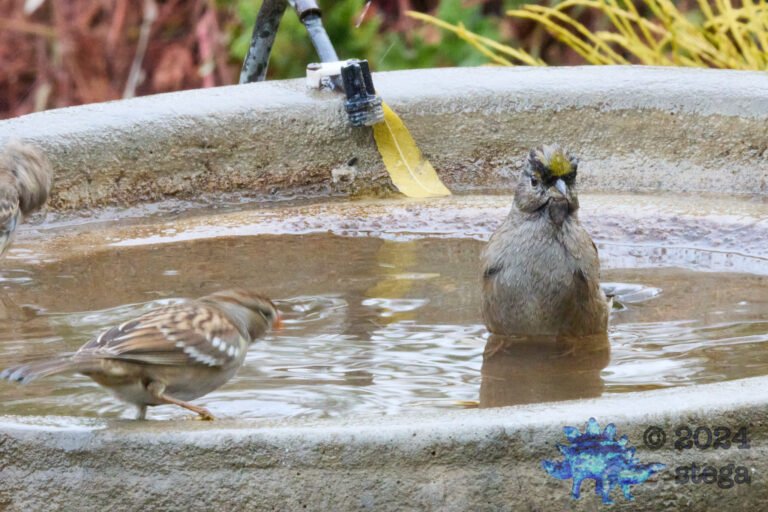 Gold-Crowned Sparrow