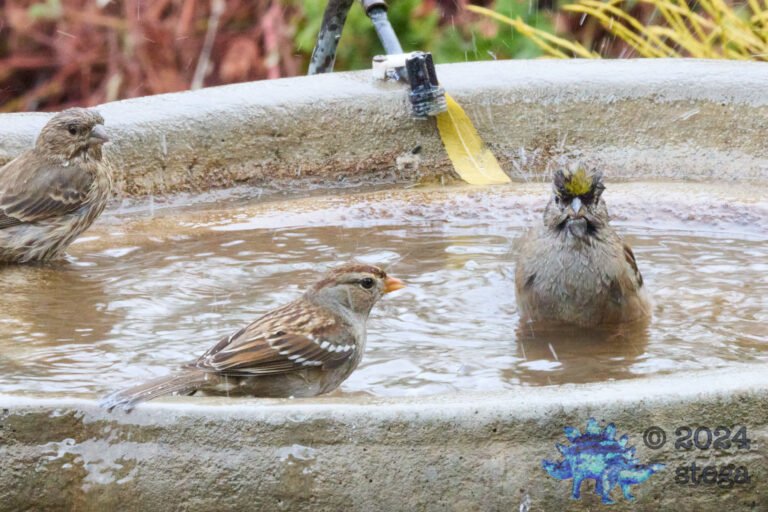 Gold-Crowned Sparrow, White-Crowned Sparrow