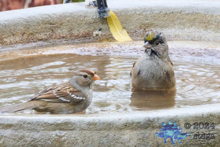 Gold-Crowned Sparrow, White-Crowned Sparrow