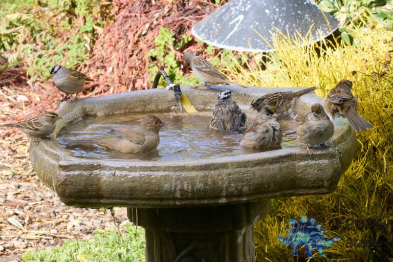 California Towhee, Gold-Crowned Sparrow, White-Crowned Sparrow