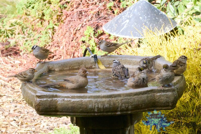 California Towhee, Gold-Crowned Sparrow, White-Crowned Sparrow