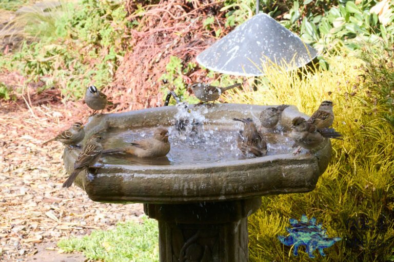 California Towhee, Gold-Crowned Sparrow, White-Crowned Sparrow