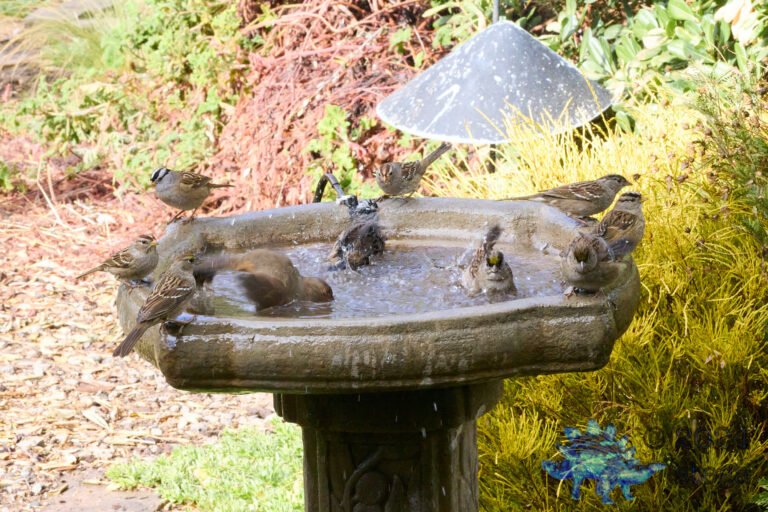 California Towhee, Gold-Crowned Sparrow, White-Crowned Sparrow