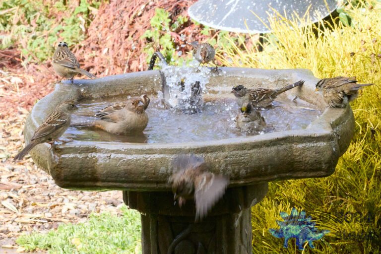 California Towhee, Gold-Crowned Sparrow, White-Crowned Sparrow