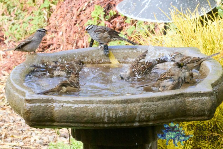 Gold-Crowned Sparrow, White-Crowned Sparrow