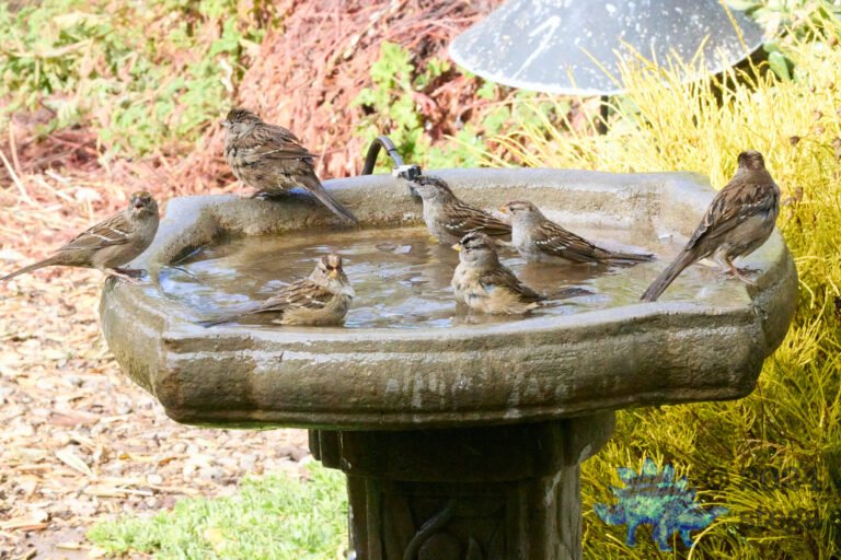 Gold-Crowned Sparrow, White-Crowned Sparrow