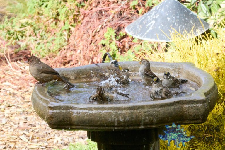 California Towhee, Gold-Crowned Sparrow, White-Crowned Sparrow