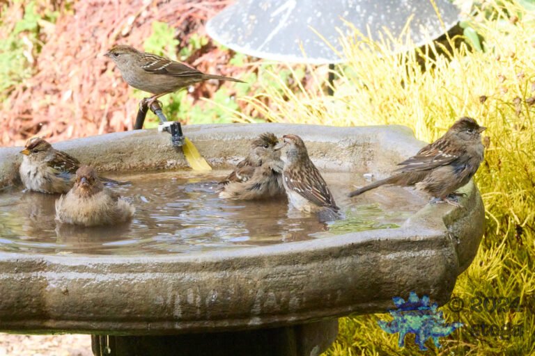 California Towhee, Gold-Crowned Sparrow, White-Crowned Sparrow