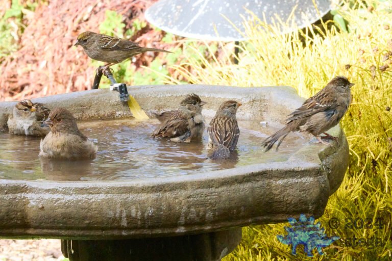 California Towhee, Gold-Crowned Sparrow, White-Crowned Sparrow