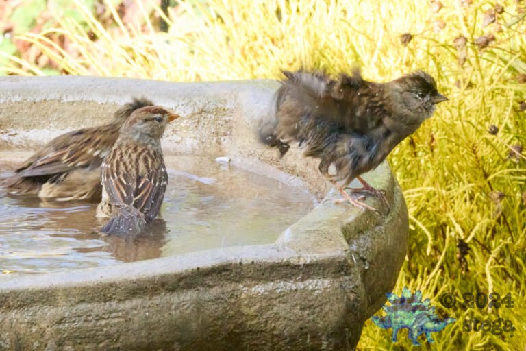 Gold-Crowned Sparrow, White-Crowned Sparrow