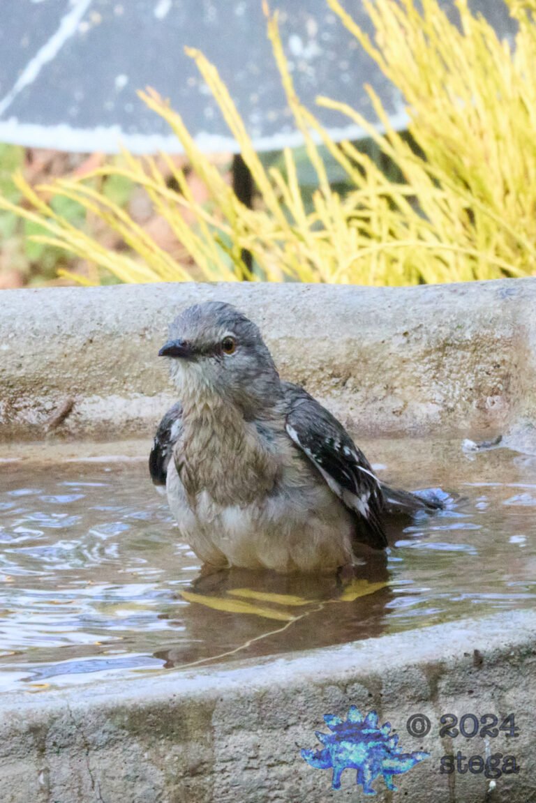 Northern Mockingbird