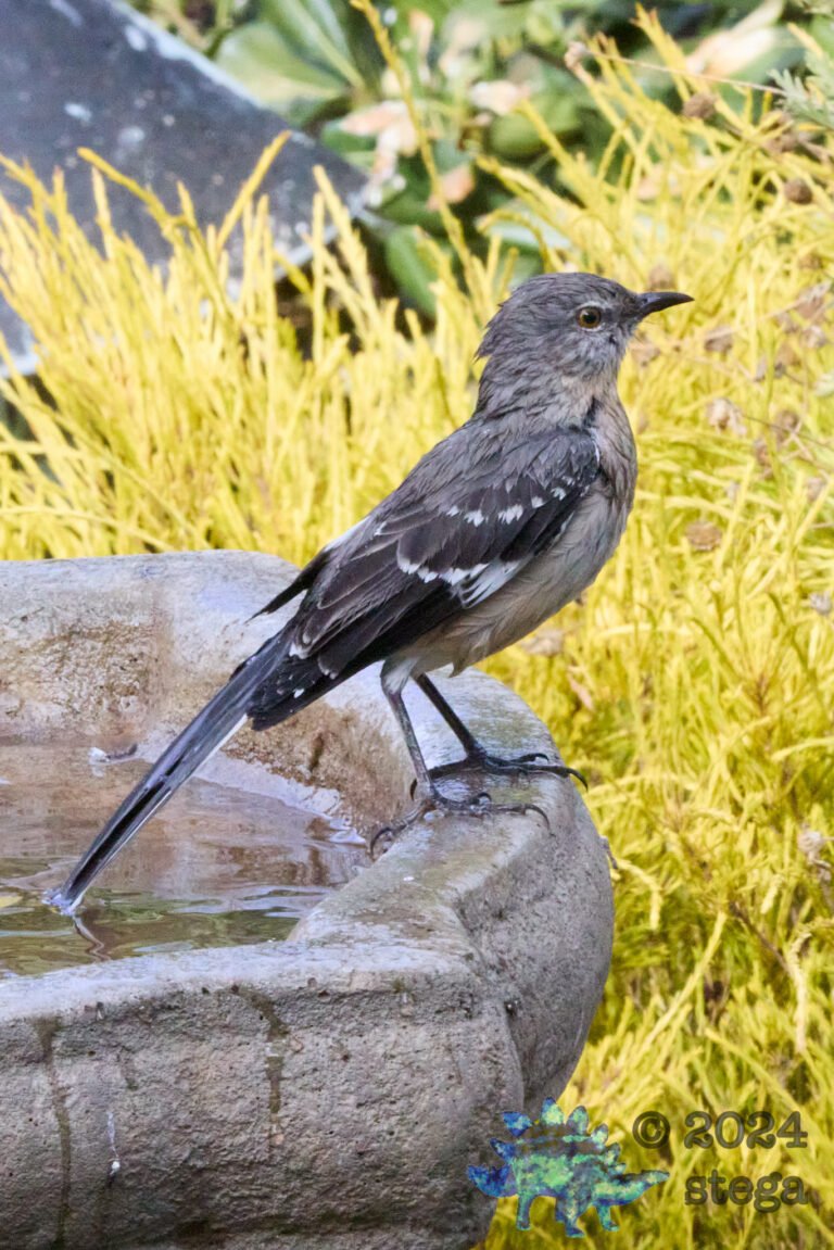 Northern Mockingbird