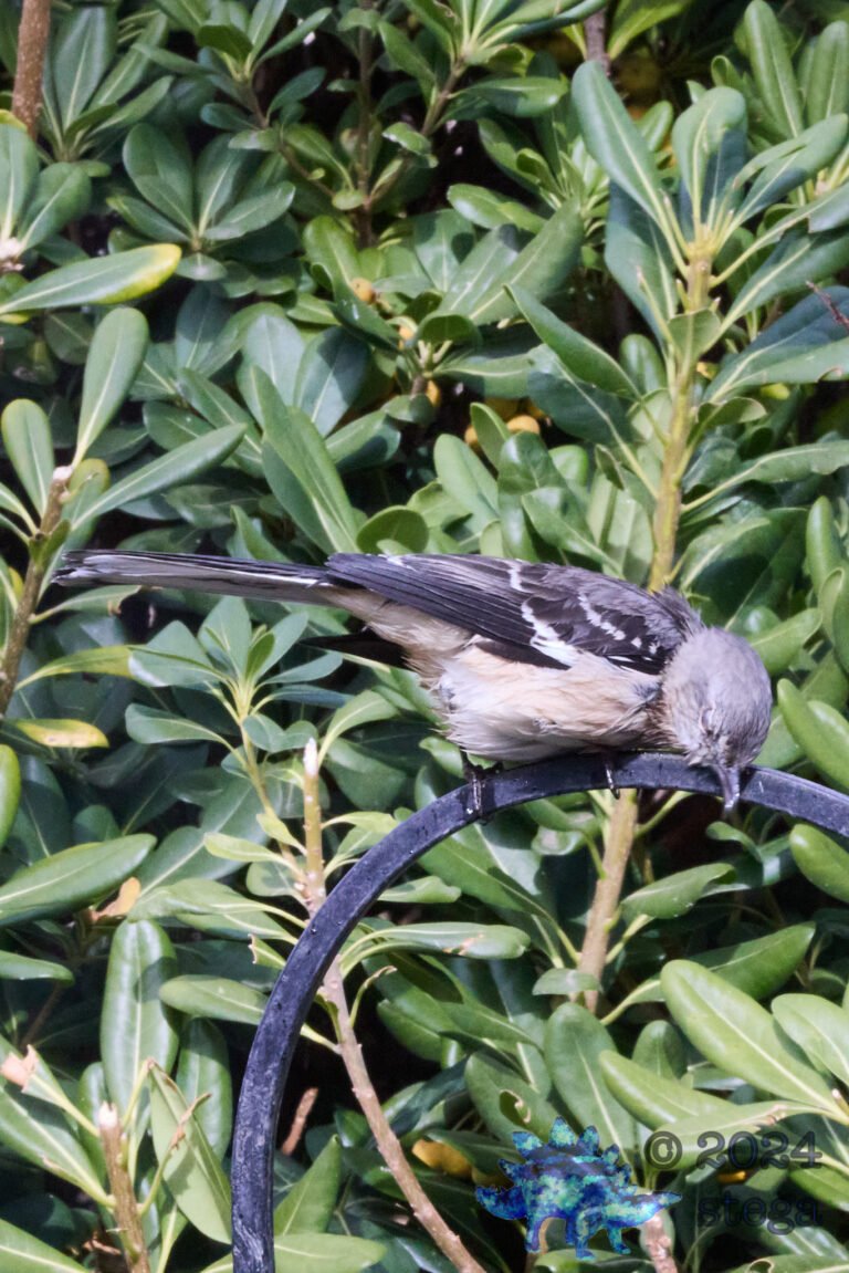 Northern Mockingbird