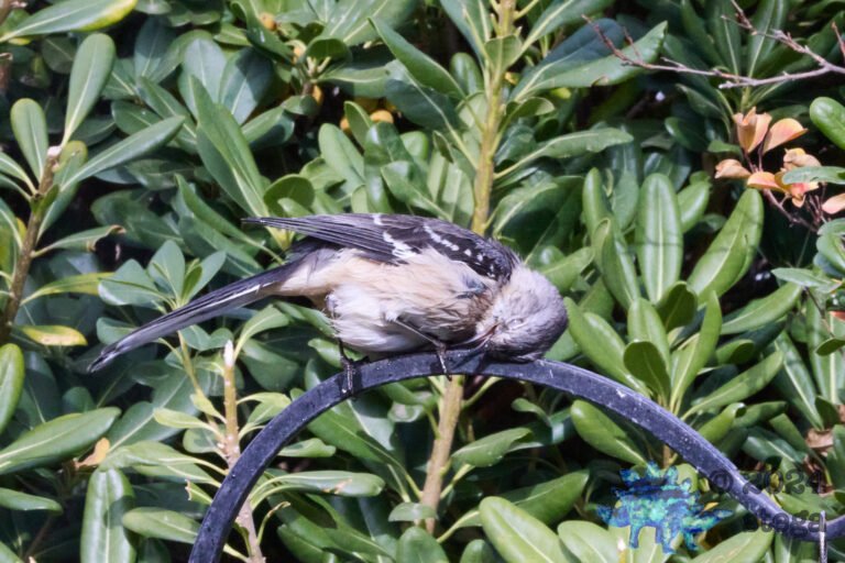 Northern Mockingbird