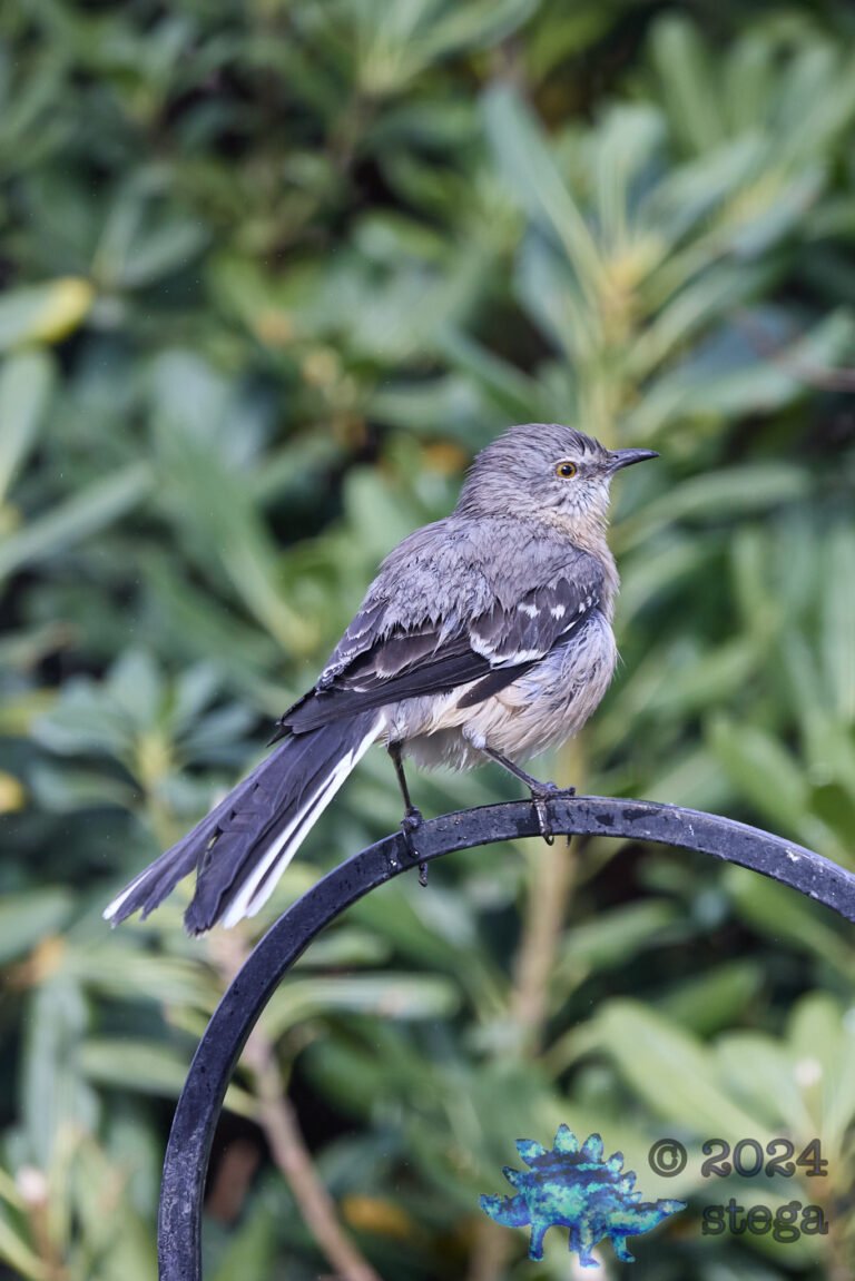 Northern Mockingbird
