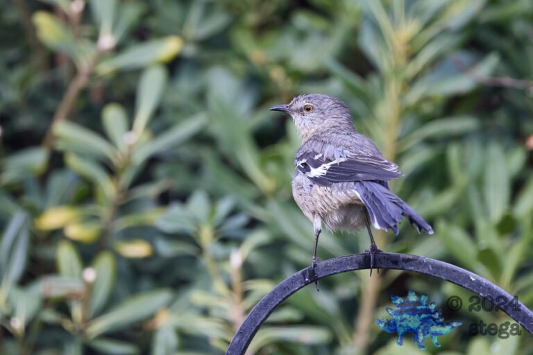 Northern Mockingbird