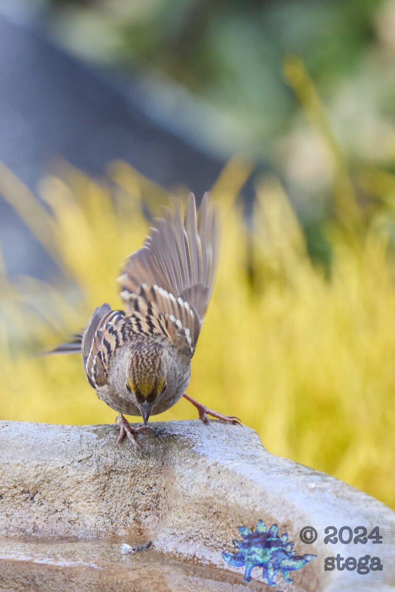 Gold-Crowned Sparrow