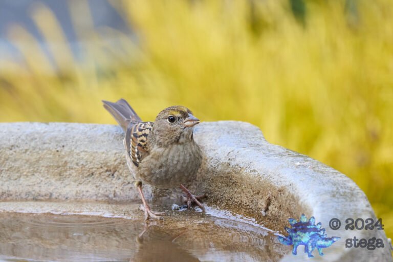 Gold-Crowned Sparrow