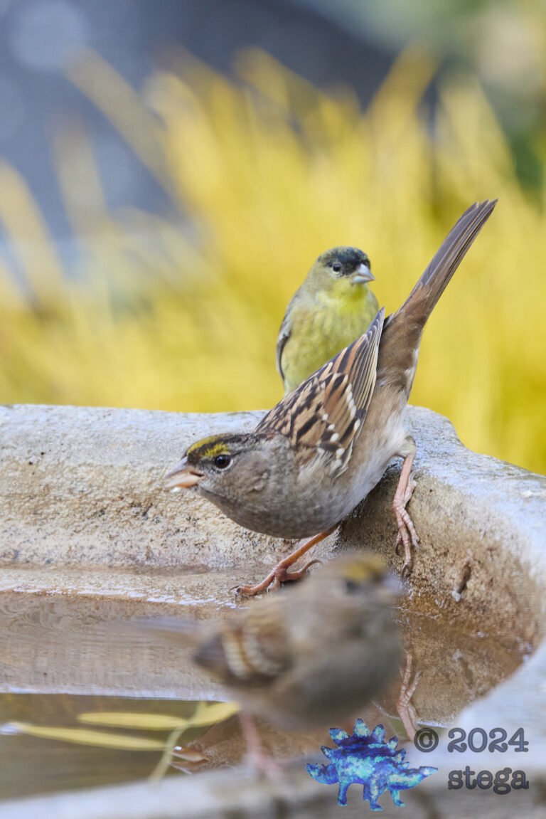 Gold-Crowned Sparrow, Lesser Goldfinch