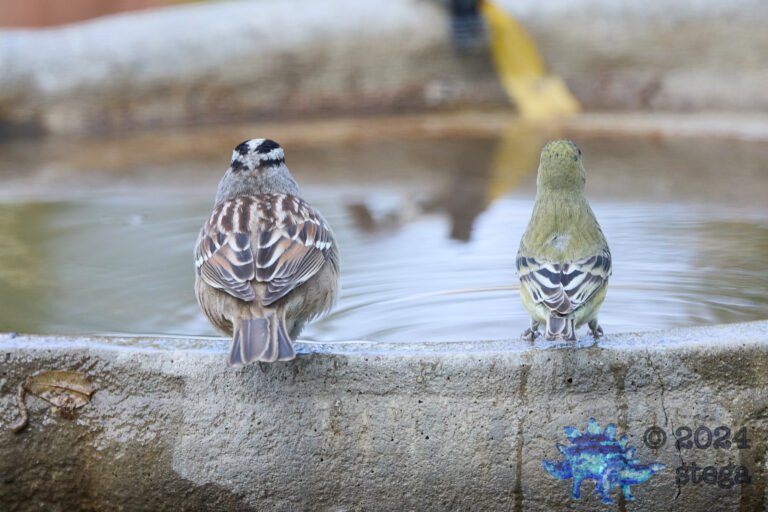 Lesser Goldfinch, White-Crowned Sparrow