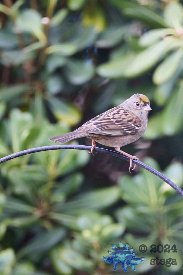 Gold-Crowned Sparrow