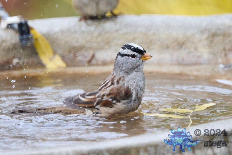 White-Crowned Sparrow