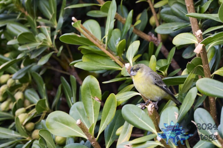 Lesser Goldfinch
