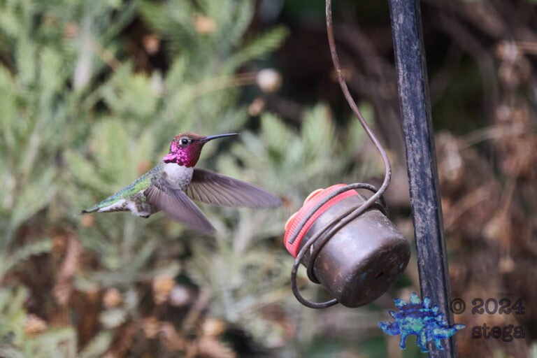 Anna’s Hummingbird