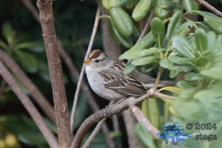 White-Crowned Sparrow