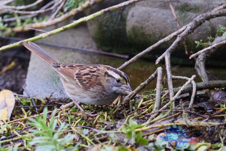 White-Throated Sparrow