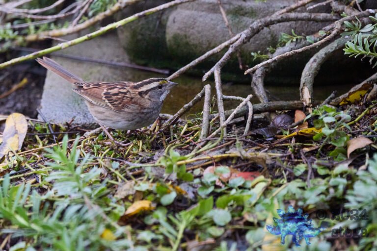 White-Throated Sparrow