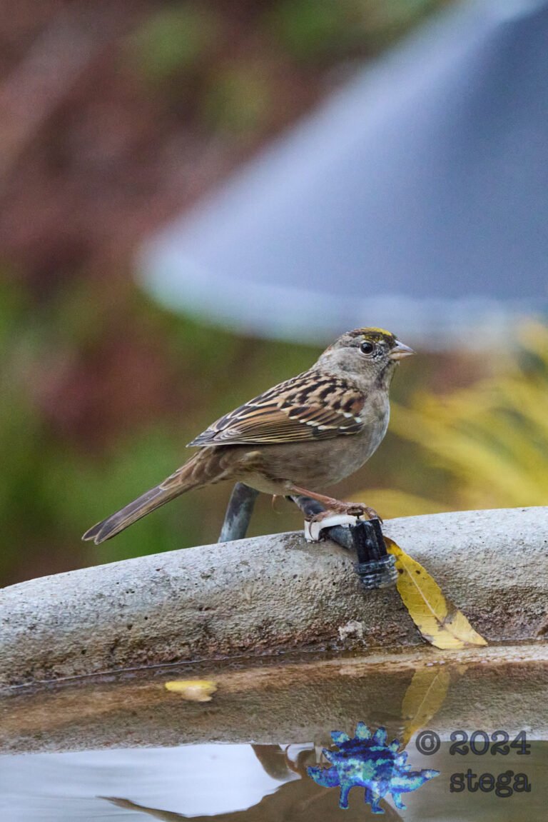 Gold-Crowned Sparrow