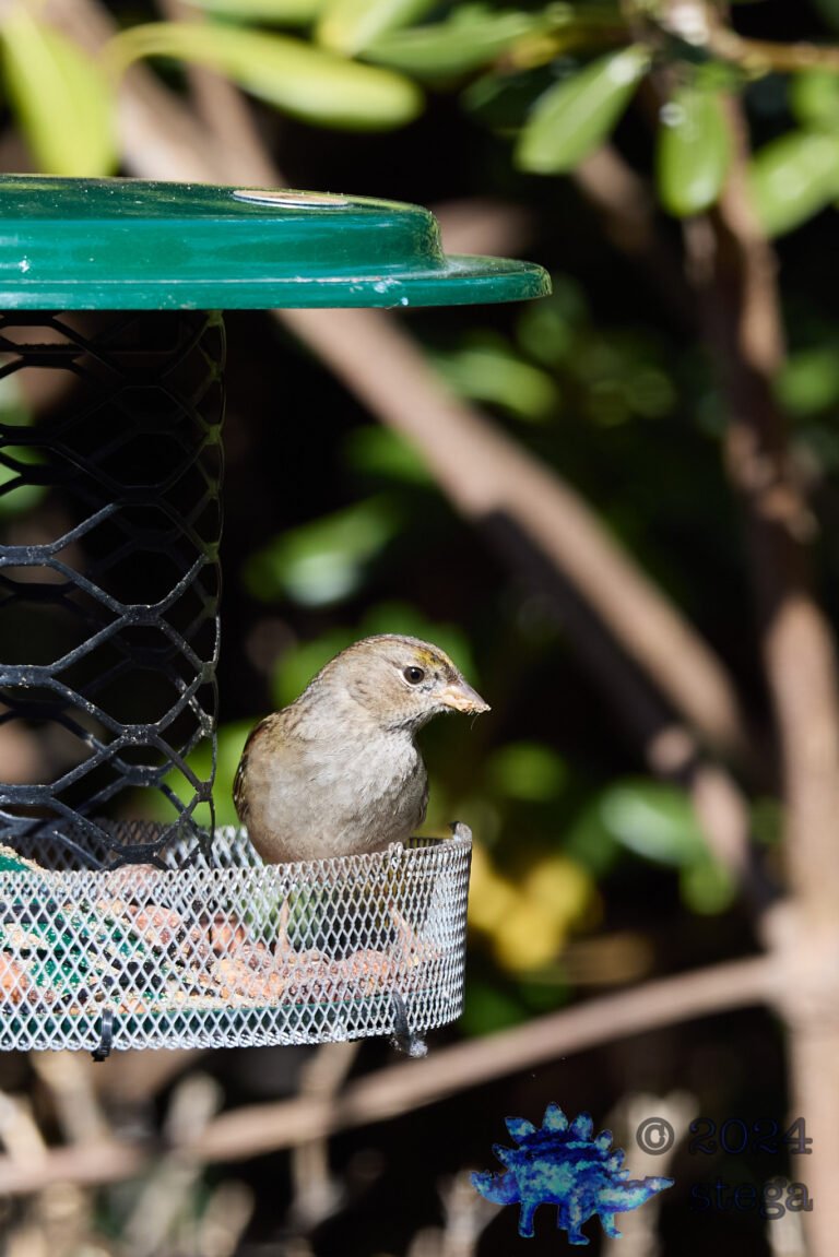 Gold-Crowned Sparrow